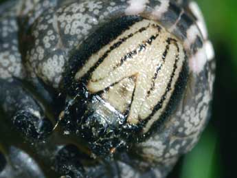  Chenille de Acherontia atropos L. - ©Serge Wambeke