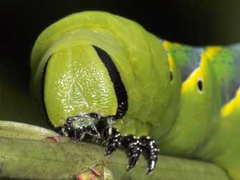  Chenille de Acherontia atropos L. - Philippe Mothiron