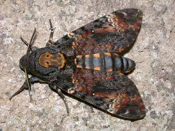 Acherontia atropos L. adulte - Philippe Mothiron