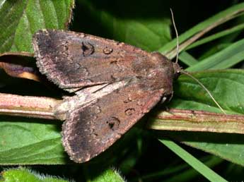 Graphiphora augur F. adulte - ©Philippe Mothiron