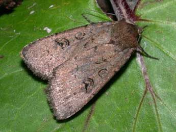 Graphiphora augur F. adulte - Philippe Mothiron