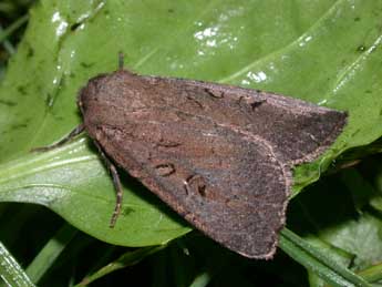 Graphiphora augur F. adulte - Philippe Mothiron