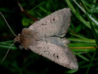 Graphiphora augur F. adulte - Philippe Mothiron