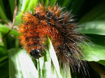  Chenille de Arctia testudinaria Frc. - Philippe Mothiron