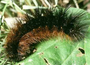  Chenille de Arctia testudinaria Frc. - ©Philippe Mothiron