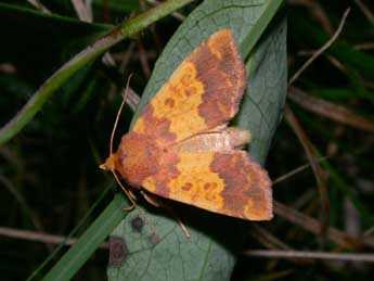 Tiliacea aurago D. & S. adulte - Philippe Mothiron