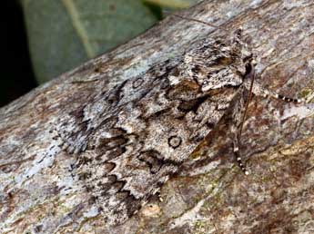 Acronicta auricoma D. & S. adulte - ©Daniel Morel