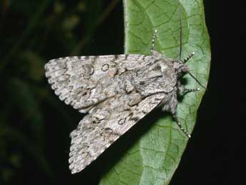 Acronicta auricoma D. & S. adulte - Philippe Mothiron