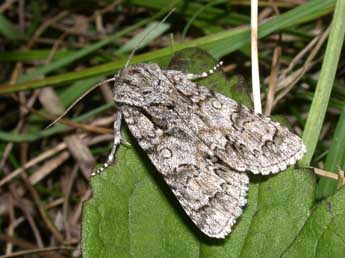 Acronicta auricoma D. & S. adulte - Philippe Mothiron