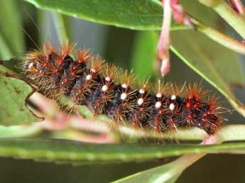  Chenille de Acronicta auricoma D. & S. - Benot Mry