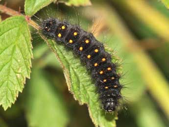  Chenille de Acronicta auricoma D. & S. - Jean-Franois Maradan