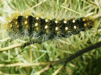  Chenille de Acronicta auricoma D. & S. - Philippe Mothiron