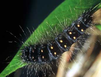  Chenille de Acronicta auricoma D. & S. - ©Philippe Mothiron