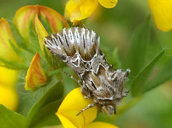 Amephana aurita F. adulte - David Demerges