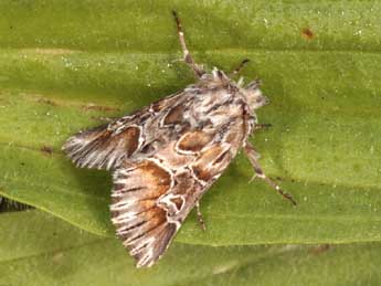 Amephana aurita F. adulte - Daniel Morel