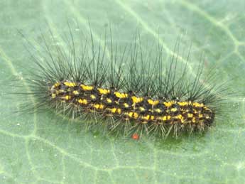  Chenille de Setina aurita Esp. - ©Daniel Morel