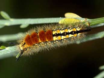  Chenille de Orgyia aurolimbata Gn. - ©David Demerges