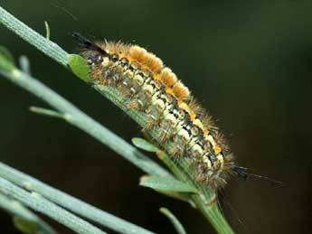  Chenille de Orgyia aurolimbata Gn. - David Demerges