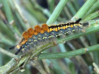  Chenille de Orgyia aurolimbata Gn. - ©Daniel Morel