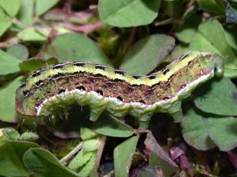  Chenille de Aporophyla australis Bsdv. - Philippe Mothiron