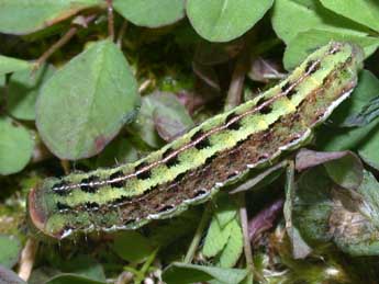  Chenille de Aporophyla australis Bsdv. - ©Philippe Mothiron