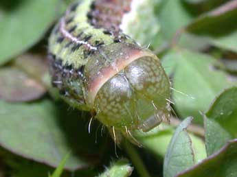  Chenille de Aporophyla australis Bsdv. - Philippe Mothiron