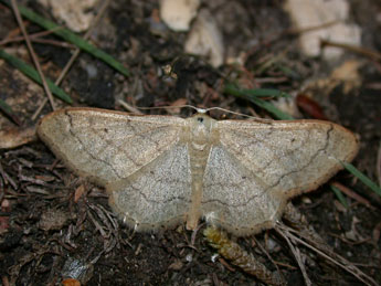 Idaea aversata L. adulte - ©Philippe Mothiron