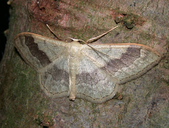 Idaea aversata L. adulte - ©Philippe Mothiron