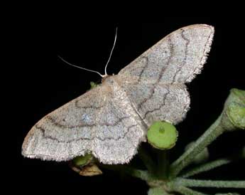 Idaea aversata L. adulte - Philippe Mothiron