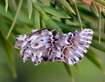 Cleonymia baetica Rbr adulte - ©Daniel Morel