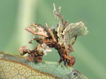  Chenille de Comibaena bajularia D. & S. - ©Philippe Mothiron