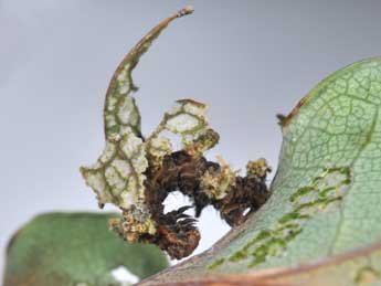  Chenille de Comibaena bajularia D. & S. - ©Philippe Mothiron