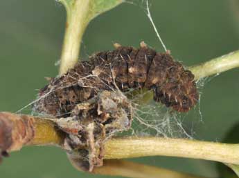  Chenille de Comibaena bajularia D. & S. - Philippe Mothiron