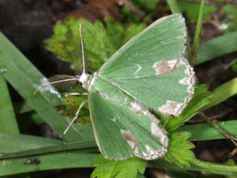 Comibaena bajularia D. & S. adulte - Philippe Mothiron