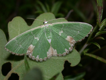 Comibaena bajularia D. & S. adulte - ©Philippe Mothiron