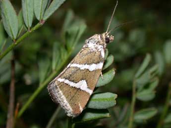 Deltote bankiana F. adulte - Philippe Mothiron