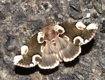 Thyatira batis L. adulte - Philippe Mothiron