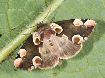 Thyatira batis L. adulte - Philippe Mothiron