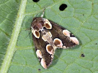 Thyatira batis L. adulte - Philippe Mothiron