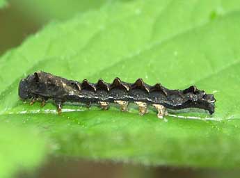  Chenille de Thyatira batis L. - ©Claire Hodd