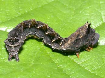  Chenille de Thyatira batis L. - ©Philippe Mothiron