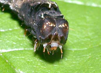  Chenille de Thyatira batis L. - ©Philippe Mothiron