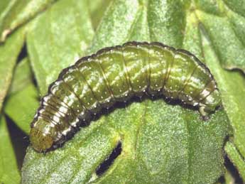  Chenille de Euchalcia bellieri Kirby - ©Grgory Guicherd