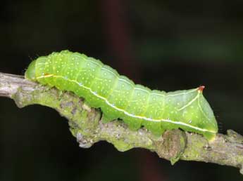  Chenille de Amphipyra berbera Rungs - Philippe Mothiron