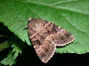 Amphipyra berbera Rungs adulte - Philippe Mothiron