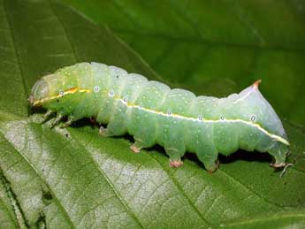  Chenille de Amphipyra berbera Rungs - ©Philippe Mothiron