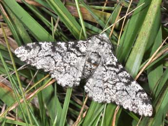 Biston betularia L. adulte - Philippe Mothiron