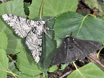 Biston betularia L. adulte - ©Philippe Mothiron