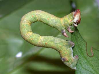  Chenille de Biston betularia L. - ©Philippe Mothiron