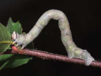  Chenille de Biston betularia L. - Philippe Mothiron